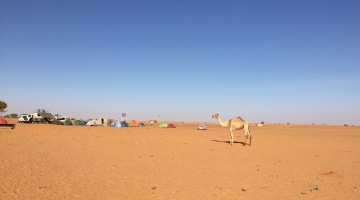 A friendly camel checking out our campsite.