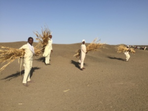 Girls collecting siorghum