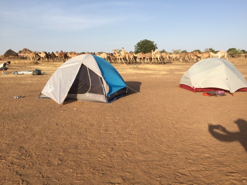 Camels prancing through camp